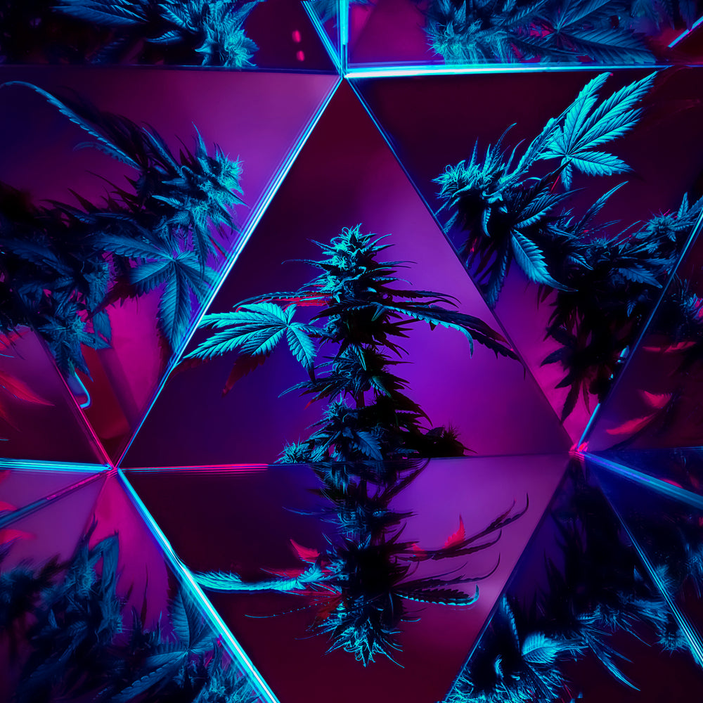 HISTORY OF CANNABIS: TALE AS OLD AS TIME